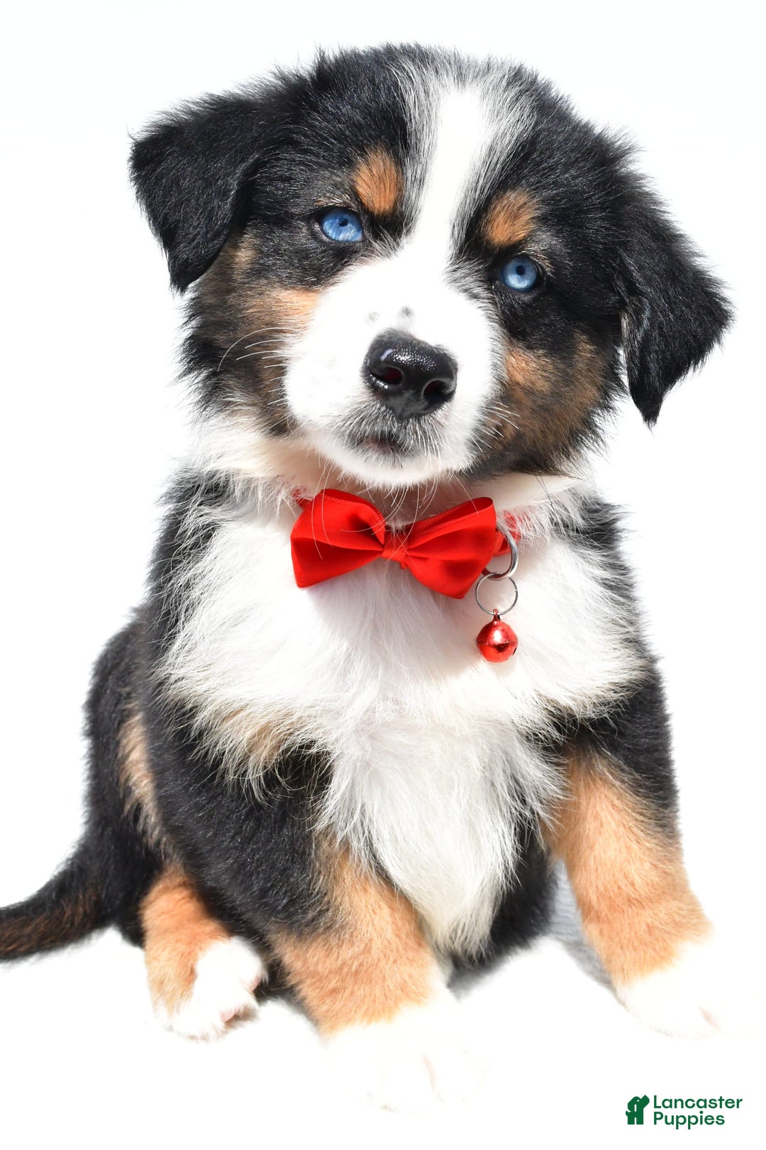 Australian Shepherd dogs for sale: Kylo - Image 2