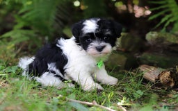Havanese dogs for sale: Rex - Image 5