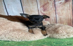Toy Fox Terrier dogs for sale: Bitsy - Image 4