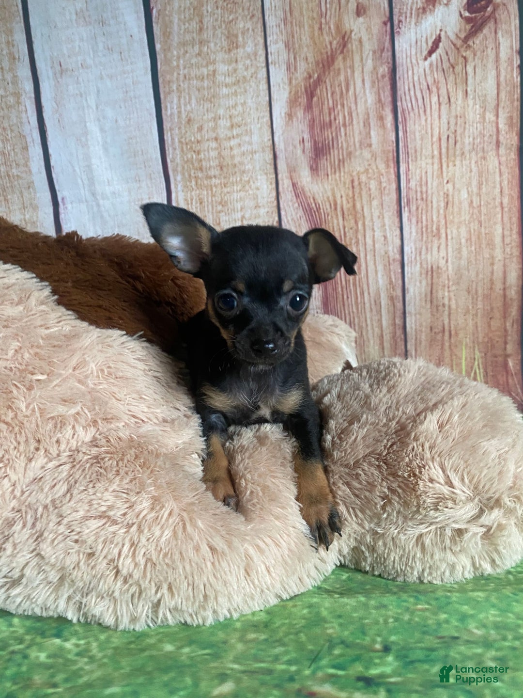 Toy Fox Terrier dogs for sale: Bitsy - Image 4