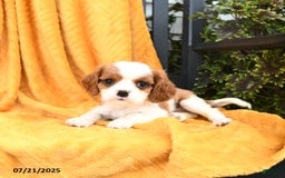 Cavalier King Charles Spaniel dogs for sale: Georgie - Image 5