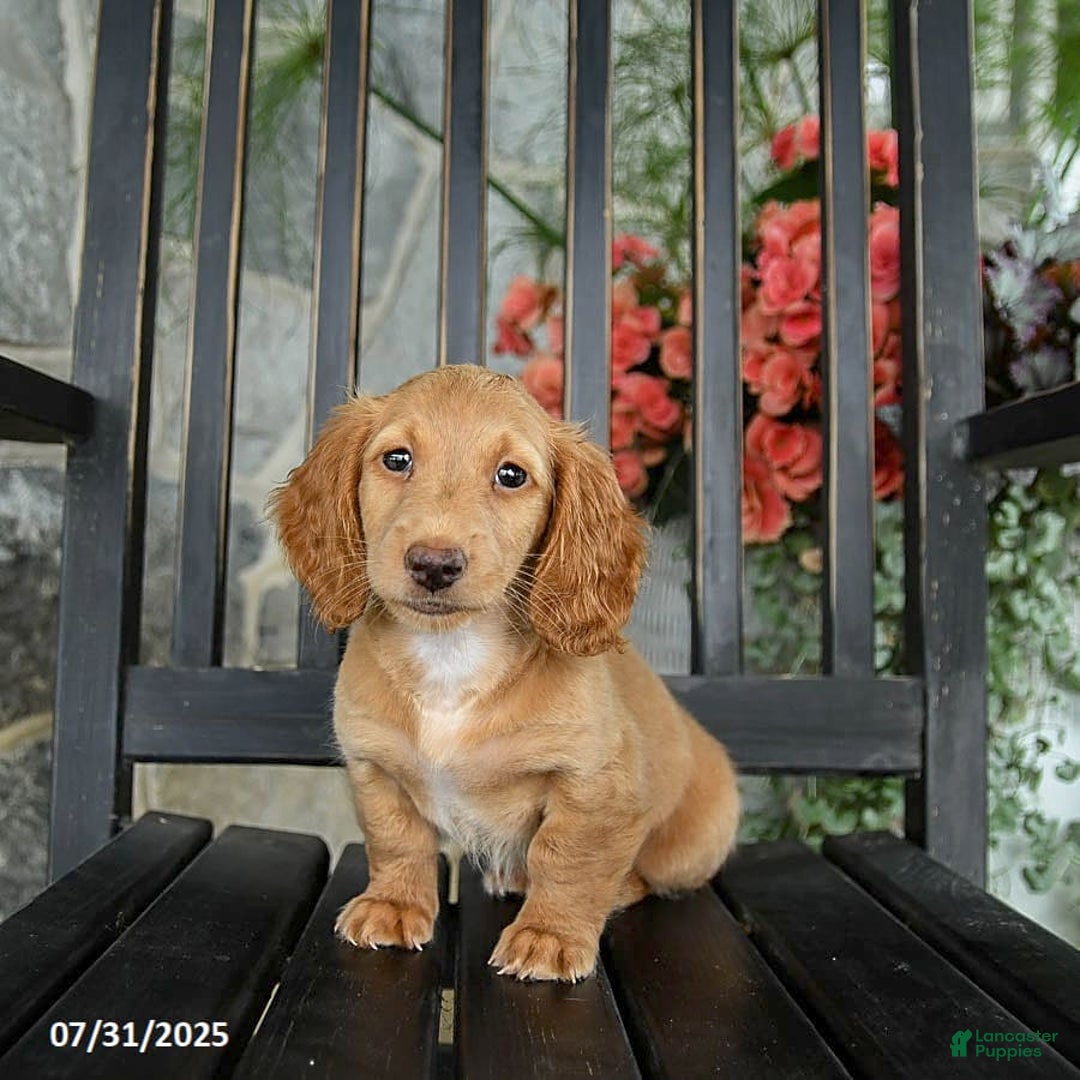 Miniature Dachshund dogs for sale: Chocolate - Image 2