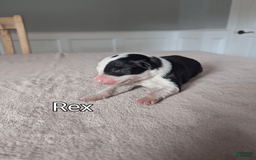 Border Collie dogs for sale: Rex - Image 1