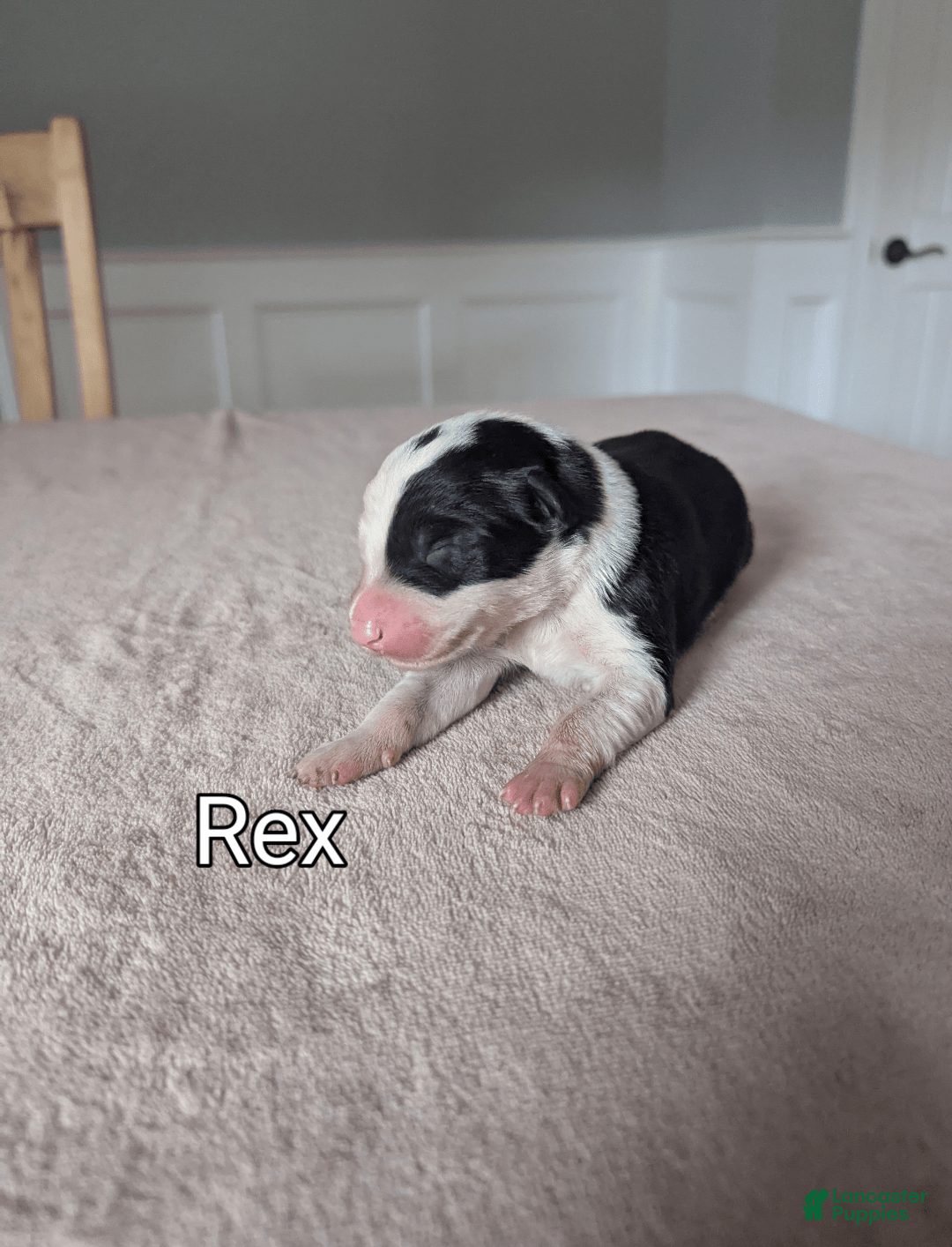 Border Collie dogs for sale: Rex - Image 1
