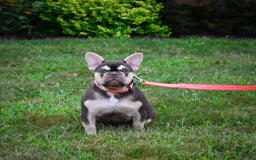French Bulldog dogs for sale: Brooke - Image 10