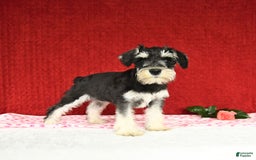 Miniature Schnauzer dogs for sale: Malenna - Image 2