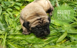 English Mastiff dogs for sale: Alder - Image 1