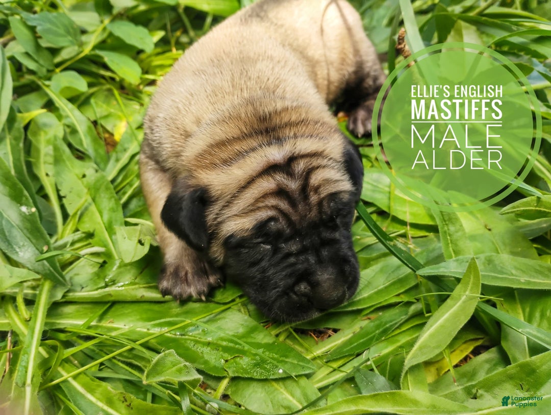 English Mastiff dogs for sale: Alder - Image 1