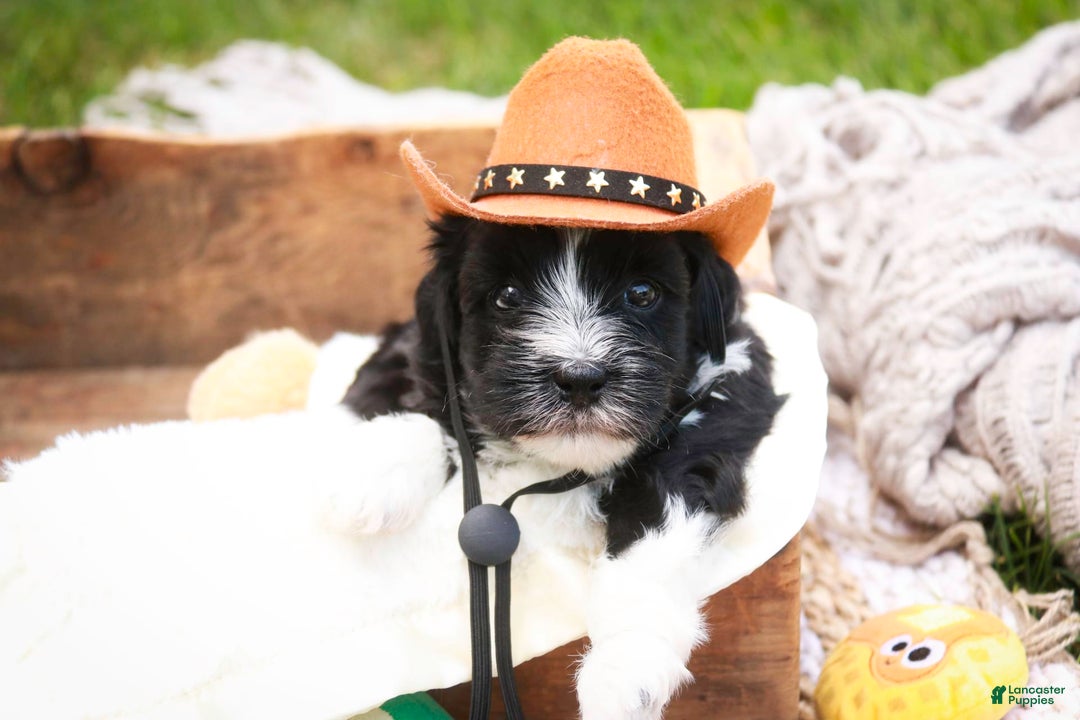 Havanese dogs for sale: Eeyore - Image 6