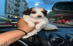 Miniature Poodle dogs for sale: Usher - Image 5