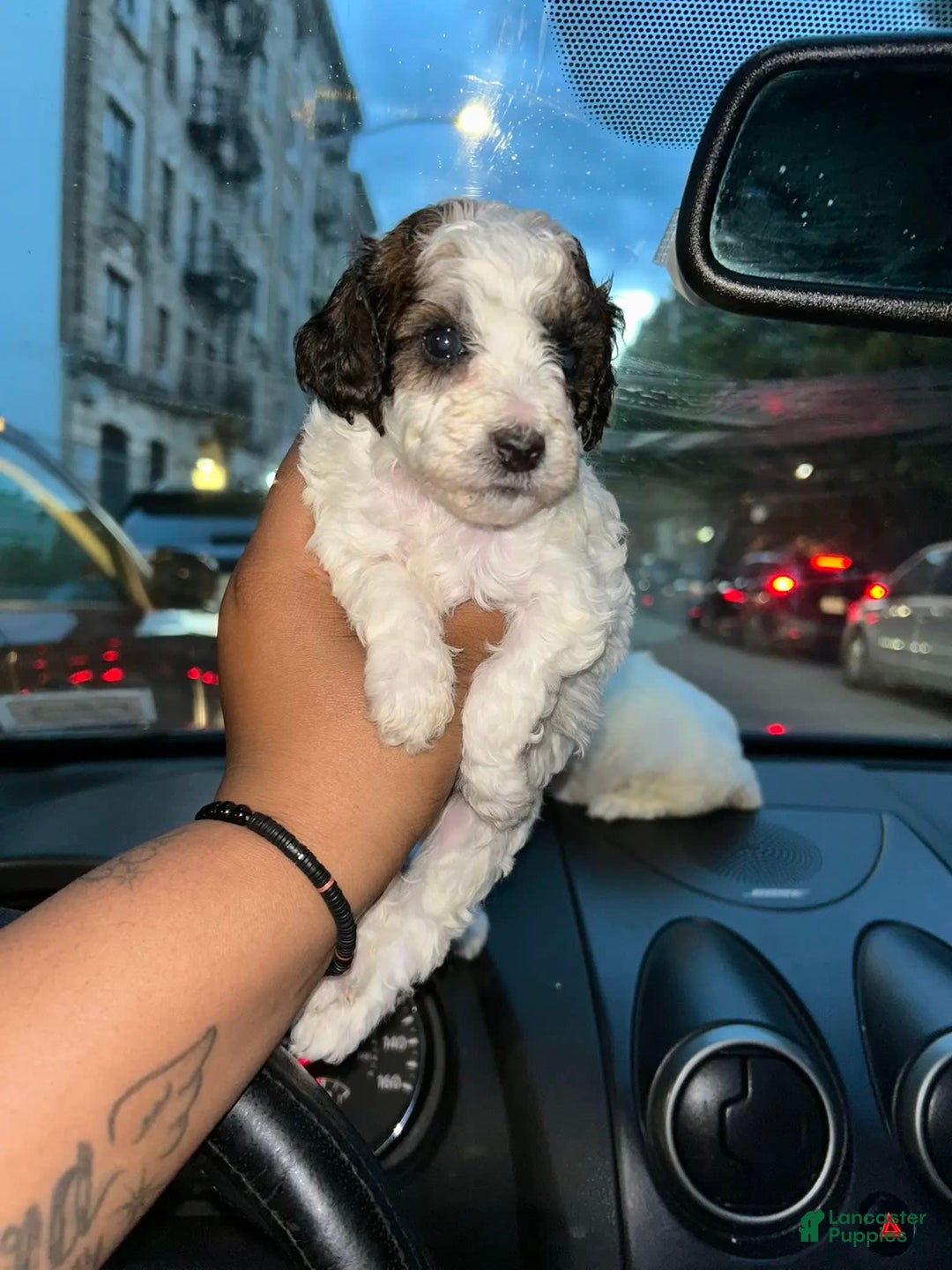 Miniature Poodle dogs for sale: Usher - Image 5