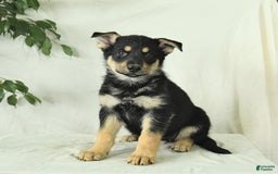 Gerberian Shepsky dogs for sale: Meadow - Image 6