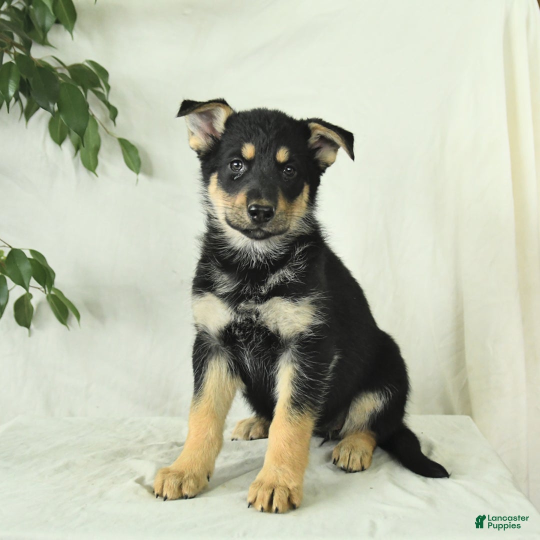 Gerberian Shepsky dogs for sale: Meadow - Image 6