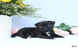 Boston Terrier dogs for sale: Coco - Image 2