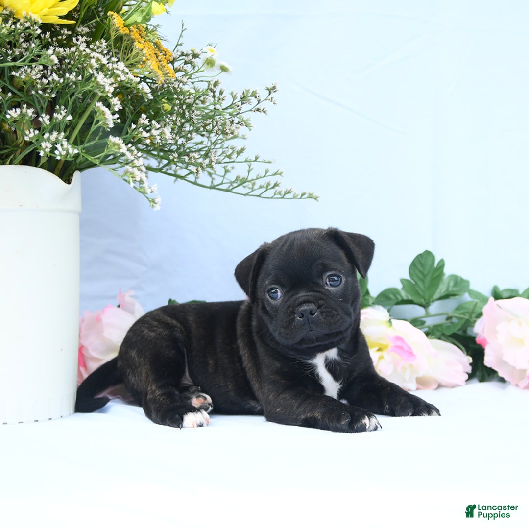 Boston Terrier dogs for sale: Coco - Image 2