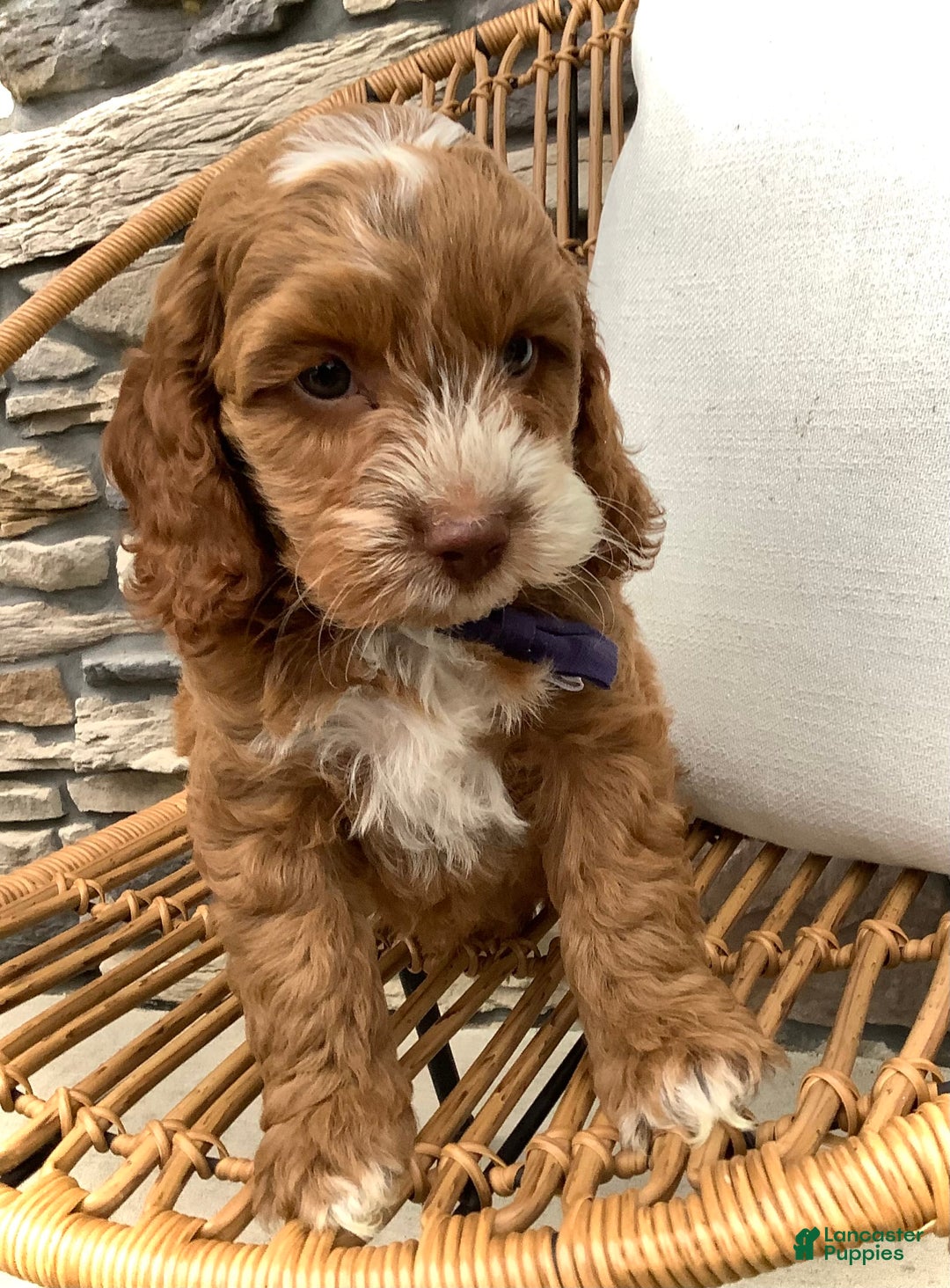 Cockapoo dogs for sale: Benji - Image 7