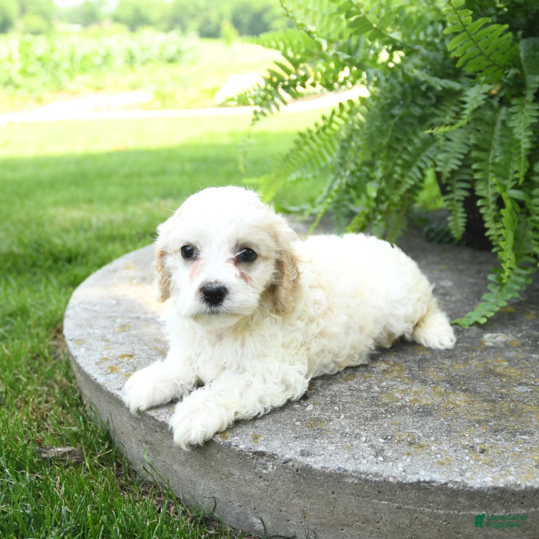 Cavachon dogs for sale: Opal - Image 2