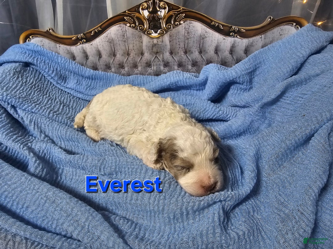 Mini Goldendoodle dogs for sale: Everest - Image 2