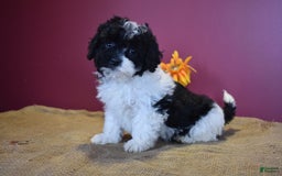 Cavapoo dogs for sale: Jasmine - Image 7