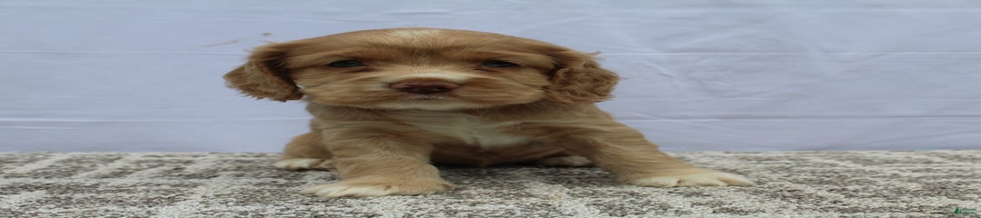 Sammy