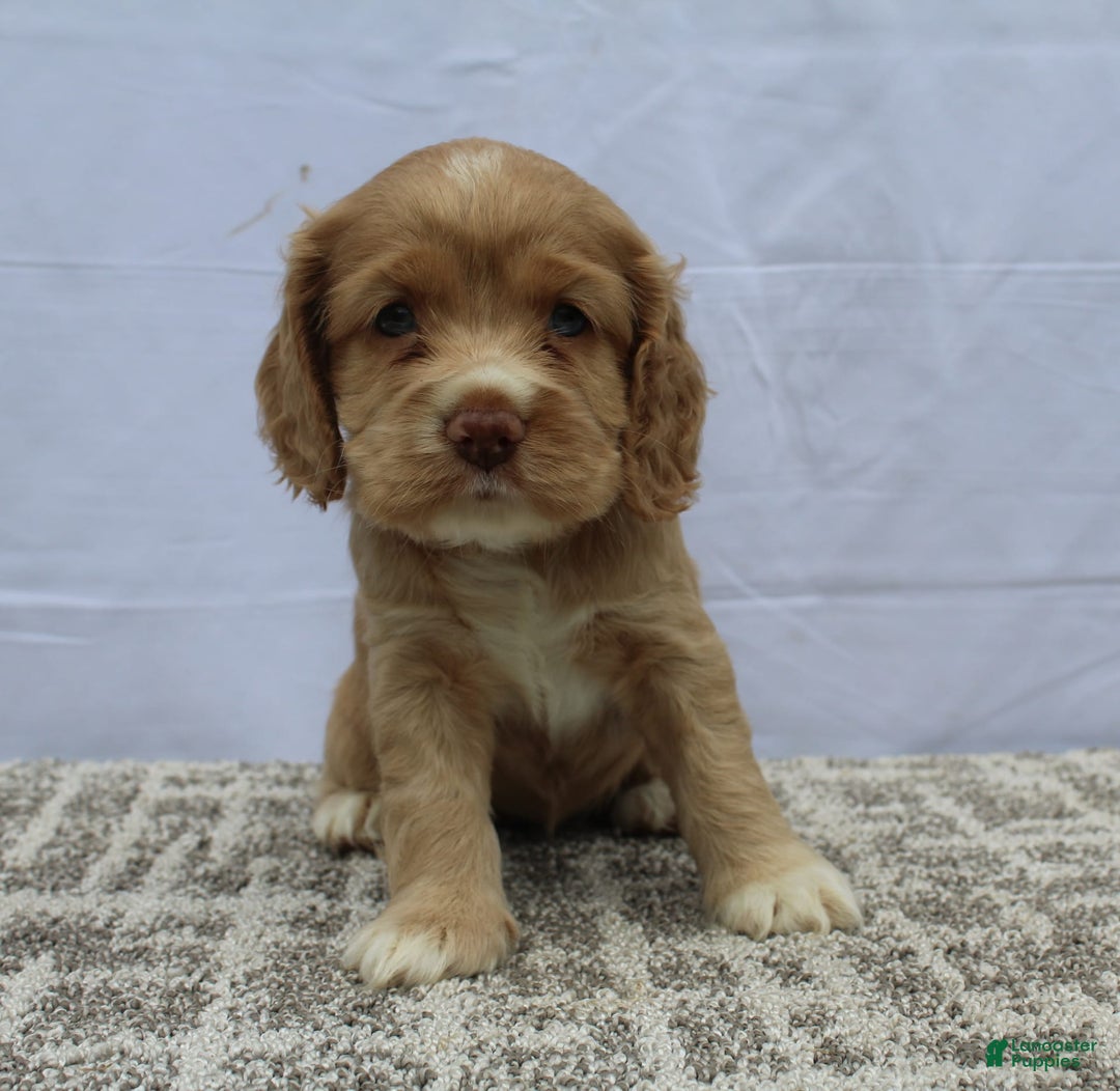 Cocker Spaniel dogs for sale: Sammy - Image 6