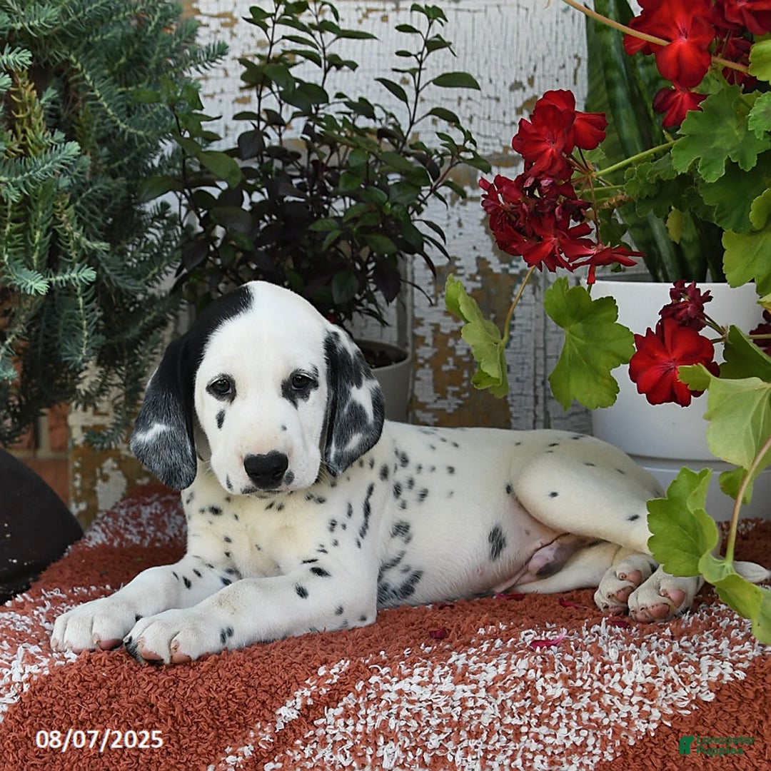 Dalmatian dogs for sale: Rebel - Image 4