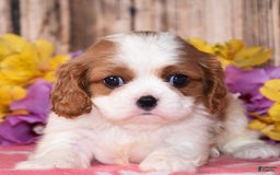 Cavalier King Charles Spaniel dogs for sale: Easton - Image 1