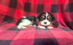 Cavalier King Charles Spaniel dogs for sale: Toto - Image 9