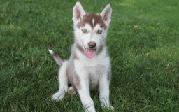 Siberian Husky dogs for sale: Reno - Image 13