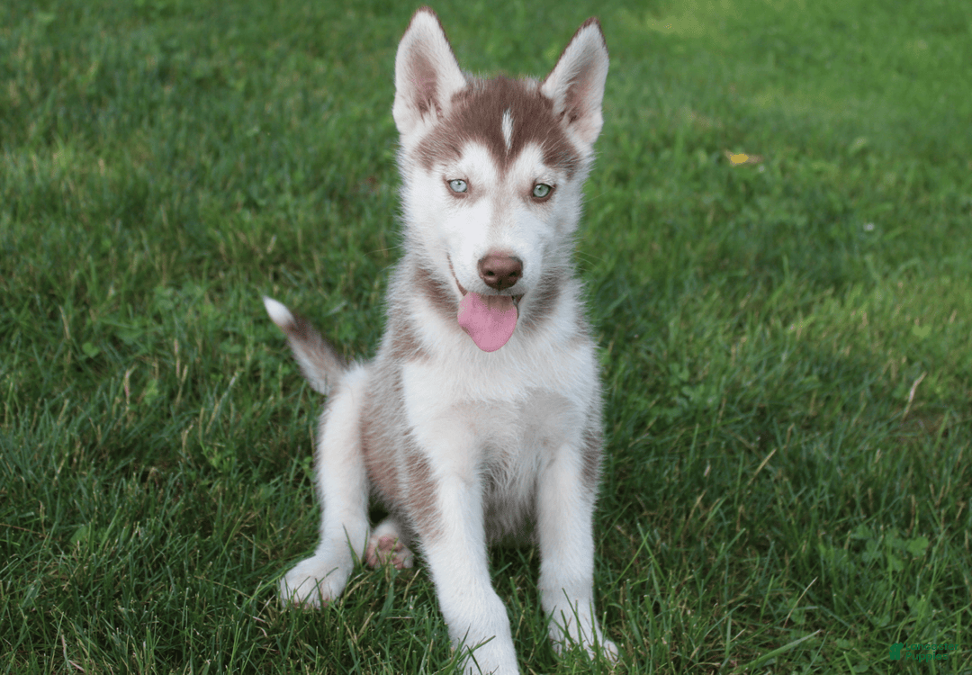 Siberian Husky dogs for sale: Reno - Image 13