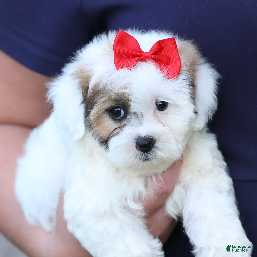 Shihpoo dogs for sale: Sage - Image 22