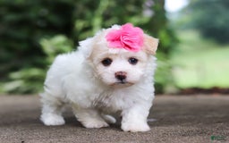 Havanese dogs for sale: Lexi - Image 8