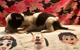 Border Collie dogs for sale: I-dog - Image 17