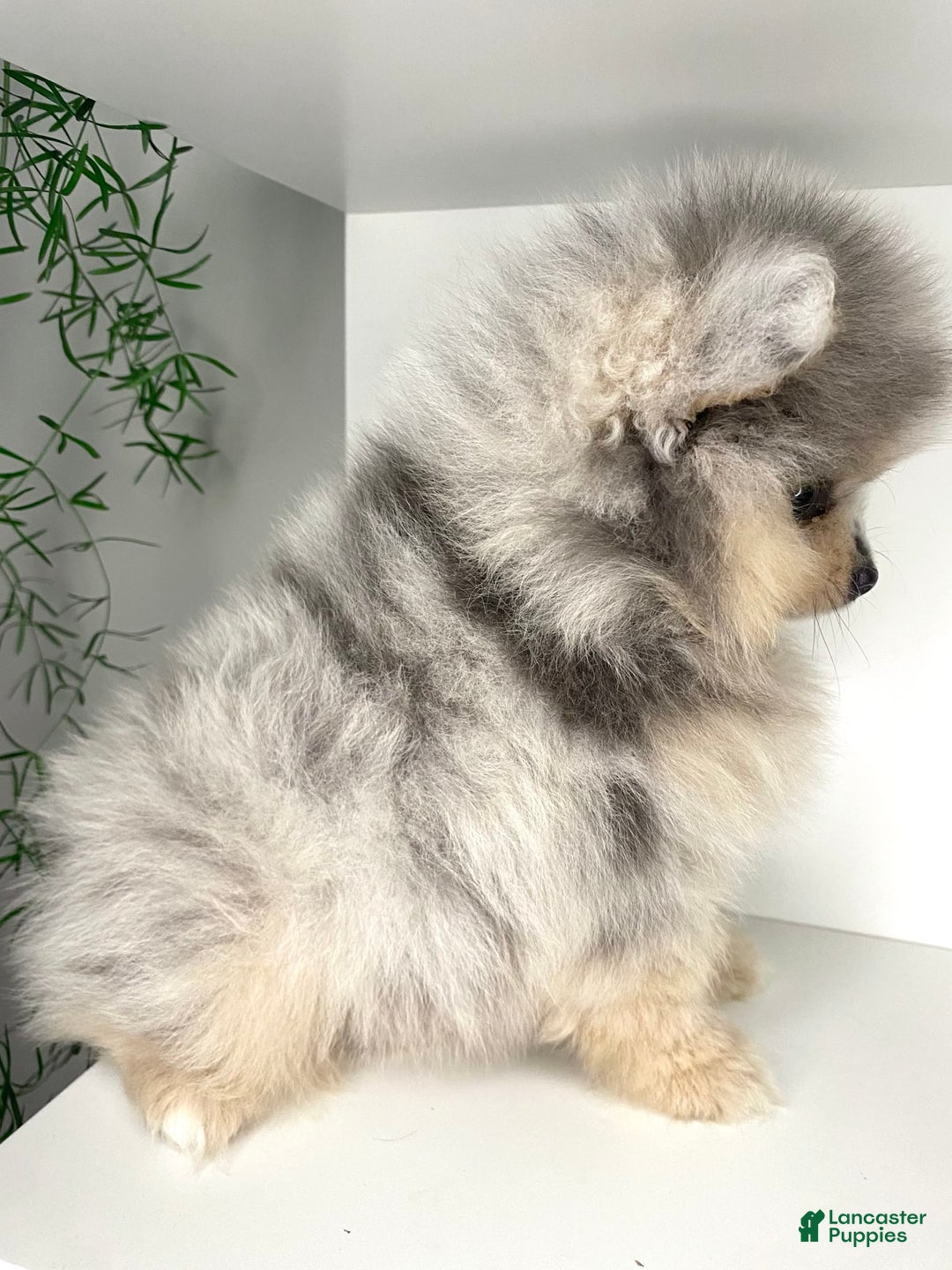 Pomeranian dogs for sale: Luca - Image 4