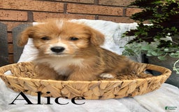 Welsh Corgi Pembroke dogs for sale: Alice - Image 1