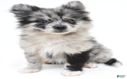 Pomeranian dogs for sale: Dolly - Image 3