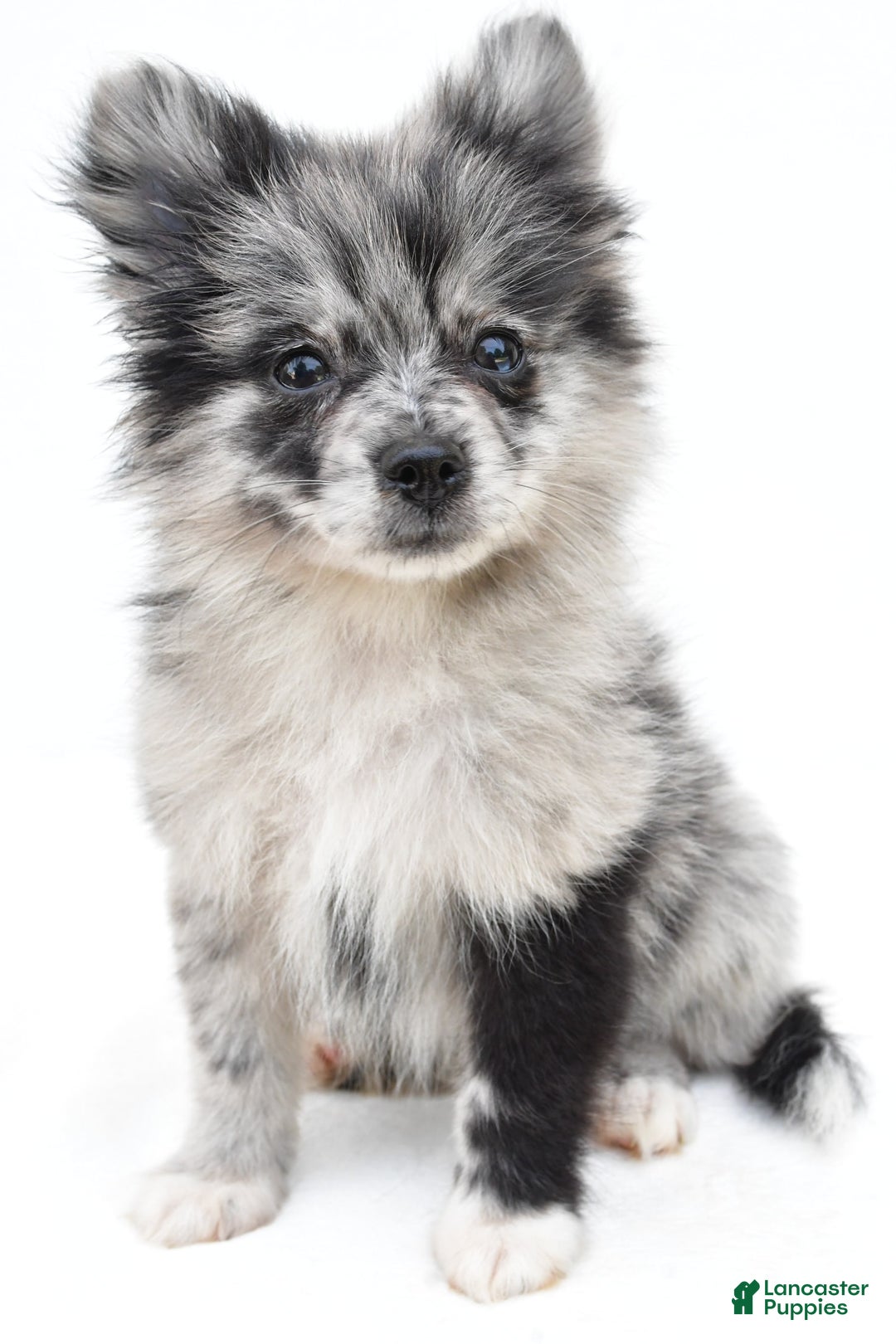 Pomeranian dogs for sale: Dolly - Image 3