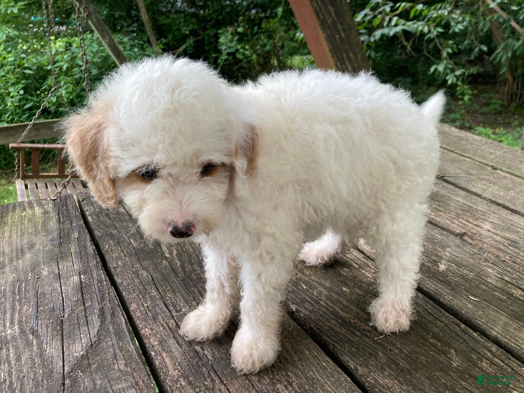 Miniature Poodle dogs for sale: Dexter - Image 15