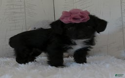 Yorkiepoo dogs for sale: Allie - Image 3