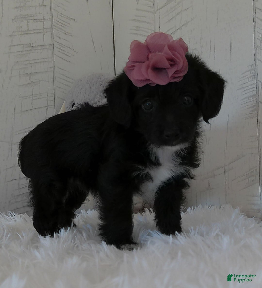Yorkiepoo dogs for sale: Allie - Image 3