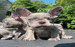 French Bulldog dogs for sale: Luna - Image 5