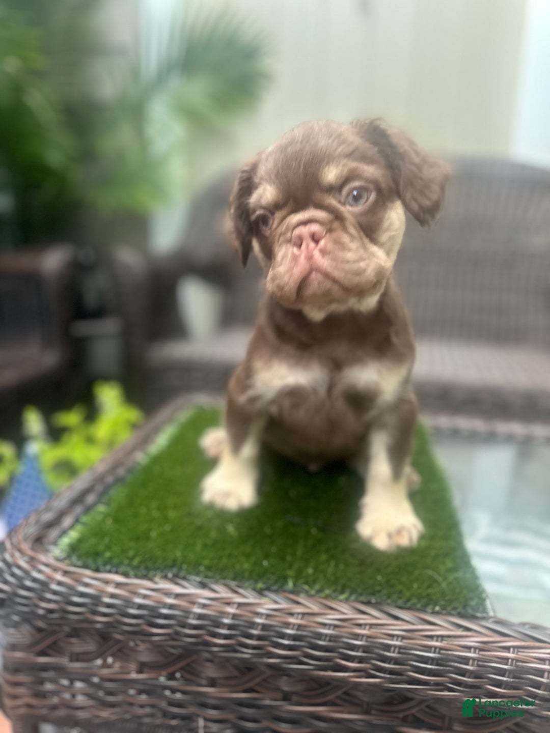 French Bulldog dogs for sale: Ted - Image 2