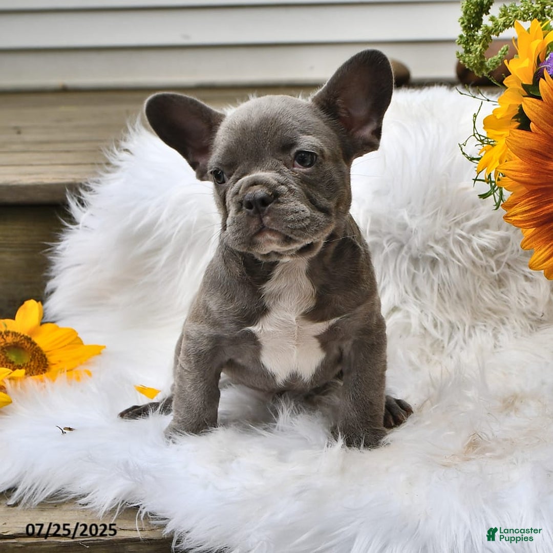 French Bulldog dogs for sale: Hunter - Image 10
