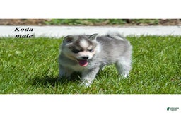 Alaskan Klee Kai dogs for sale: Koda - Image 2