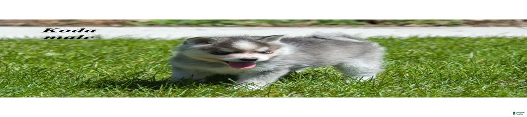 Koda