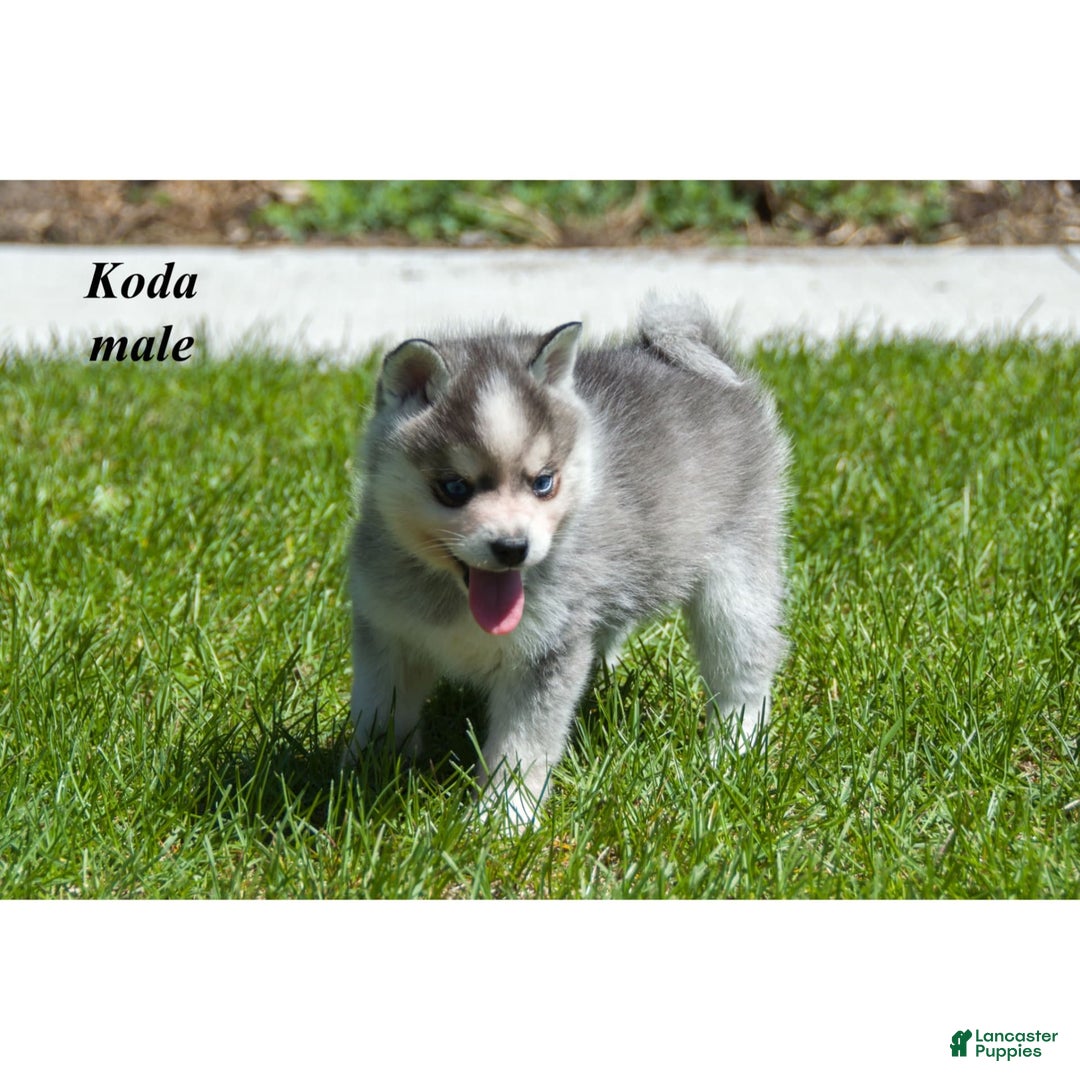Alaskan Klee Kai dogs for sale: Koda - Image 2