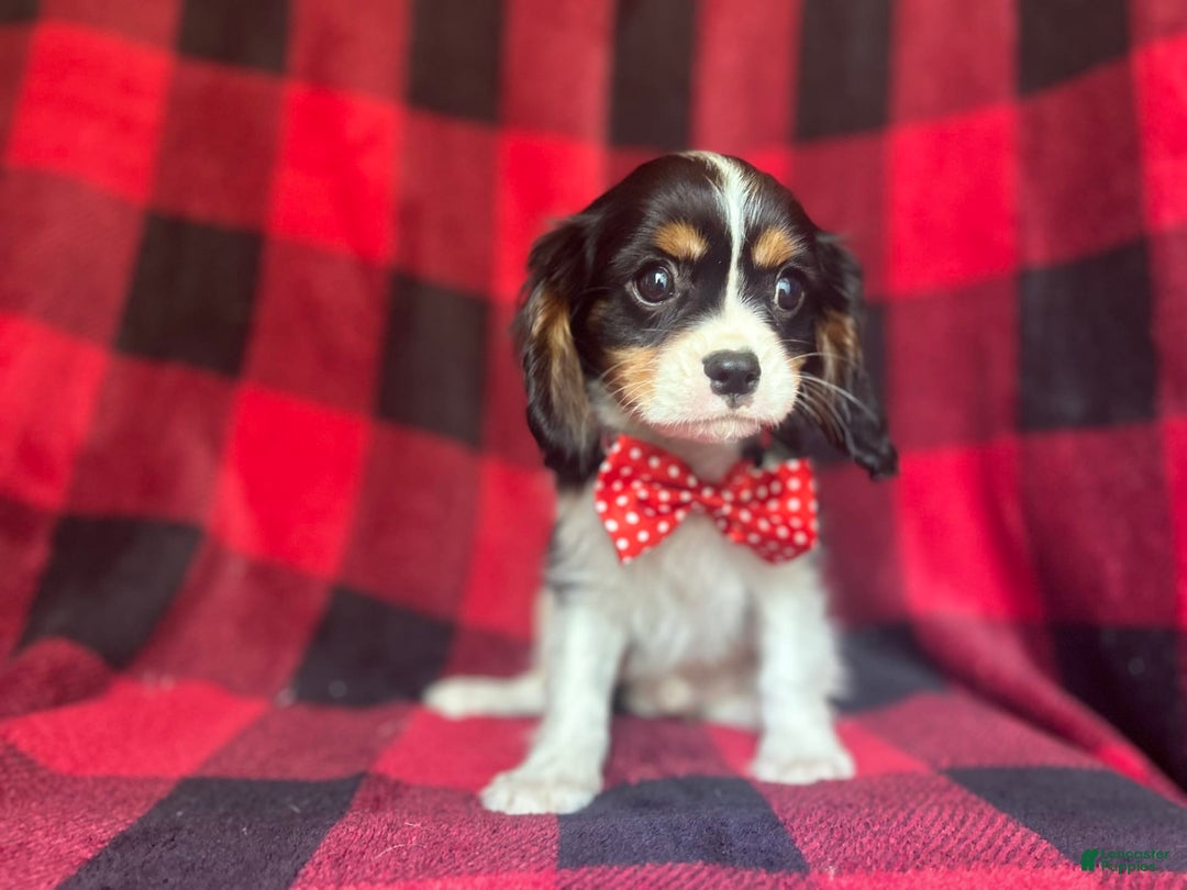 Cavalier King Charles Spaniel dogs for sale: Toto - Image 4