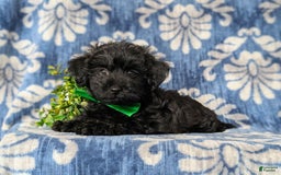 Yorkiepoo dogs for sale: Logen Toy Size - Image 2