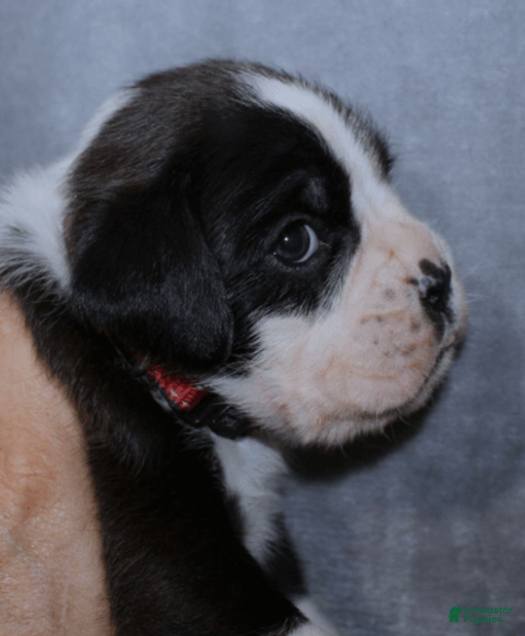 Boxer dogs for sale: Red Collar Male - Image 4