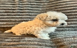 Maltipoo dogs for sale: Dannie - Image 3